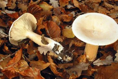 Clitocybe Geotropa