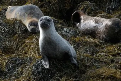 Cuccioli di foca in Scozia
