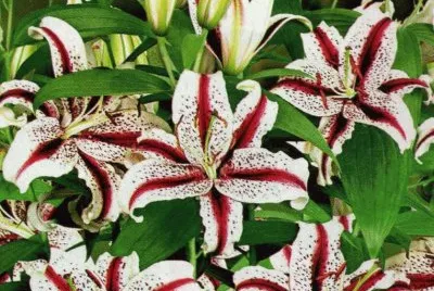 Azucenes jigsaw puzzle
