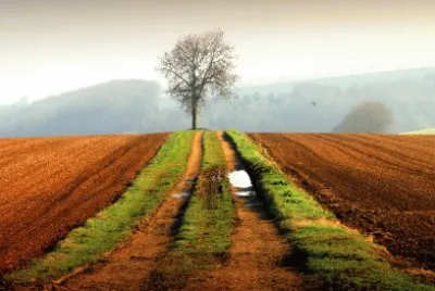 Lone tree jigsaw puzzle