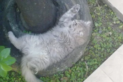 GATITO JUGUETON