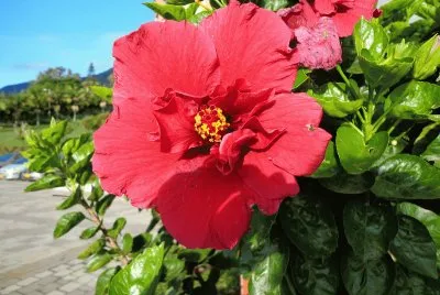 flores