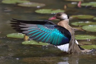 Amazonetta Brasiliensis
