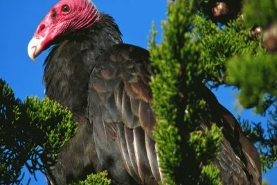 Buitre Americano Cabecirrojo