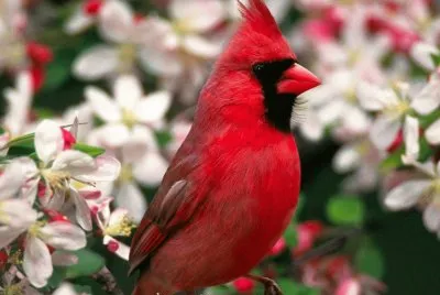 Cardenal Escarlata