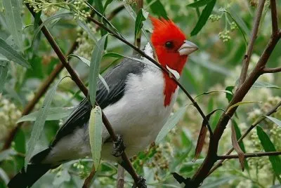 Cardenal Rojo