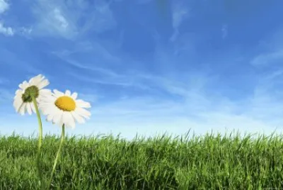field with daisies