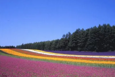 field of flowers