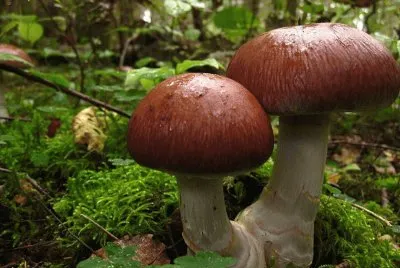 Cortinarius Praestans