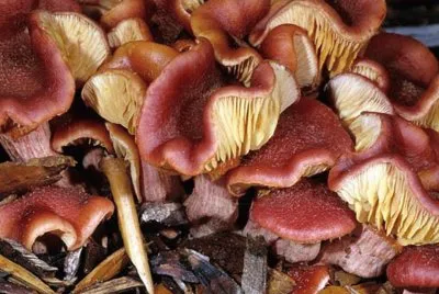 Gymnopilus Luteofolius