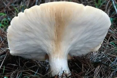 Leucopaxillus Albissimus