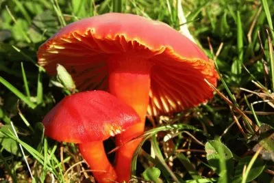 Hygrocibe Coccinea
