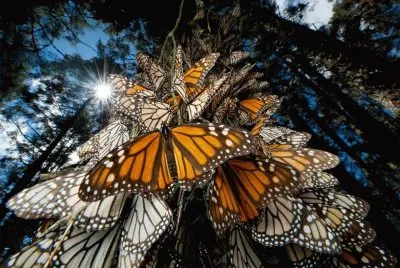 monarch butterflies