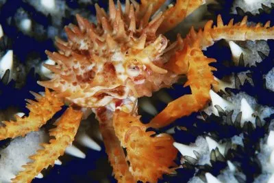 alaska king crab