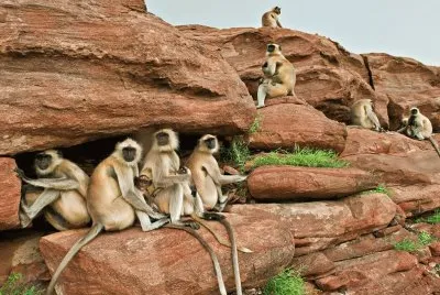 langurs