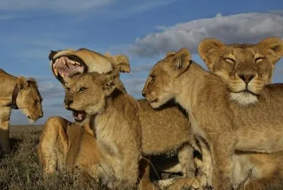 lion pride