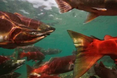 migrating salmon