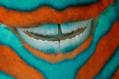 parrot fish