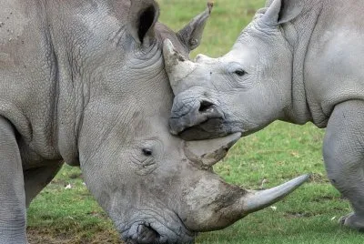rhino family