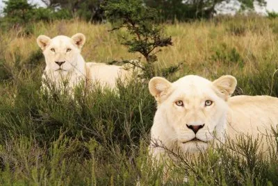white lions