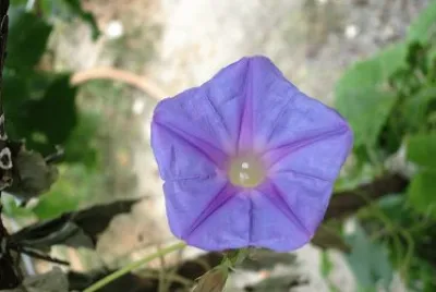 Fiore