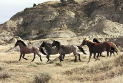 wild horses North Dakota jigsaw puzzle
