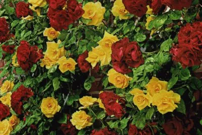 Rosers jigsaw puzzle