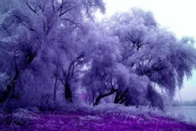 פאזל של Purple Feathery Trees-Art