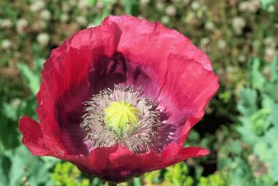 Poppy