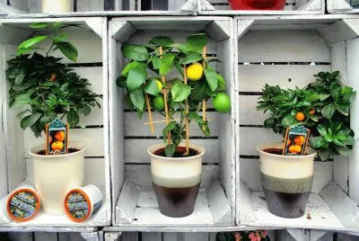 Fruit trees in boxes