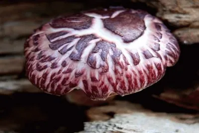 Gymnopilus Purpuratus