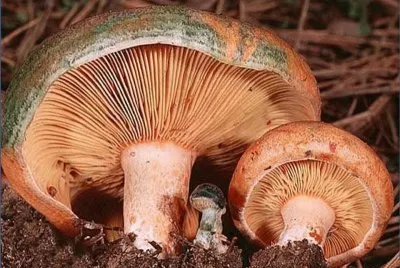 Lactarius Deliciosus (NÃ­scalo)