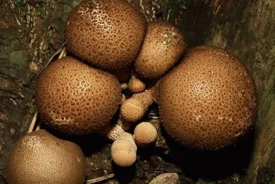 Lycoperdon Pyriforme