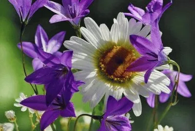 flores