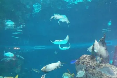 פאזל של ACUARIO C. ISLAND N.Y.