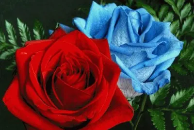 rosas jigsaw puzzle