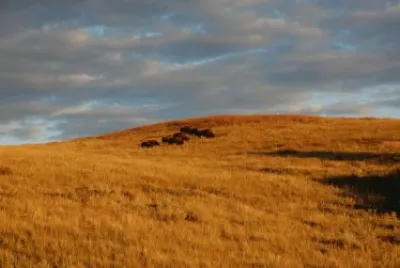 cowboy country