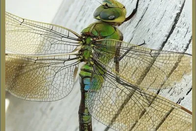 Anax Imperator