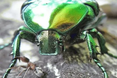 Protaetia Aeruginosa