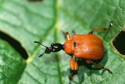 Gorgojo del Avellano