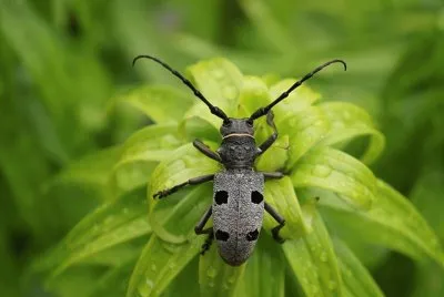 The Longhorn Beetle (Rosalia alpina)
