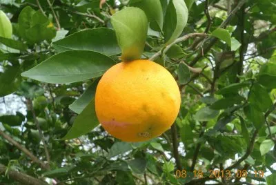 LimÃ³n