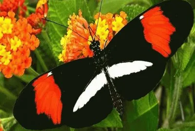 Mariposa NiÃ±a de Sierra Nevada