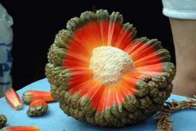Hawaiian fruit