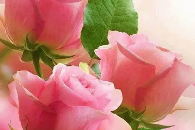 flores