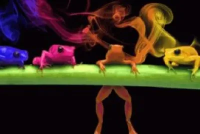 ranas de colores