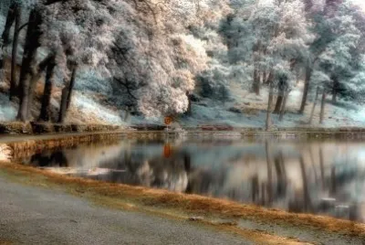 Lake and trees jigsaw puzzle