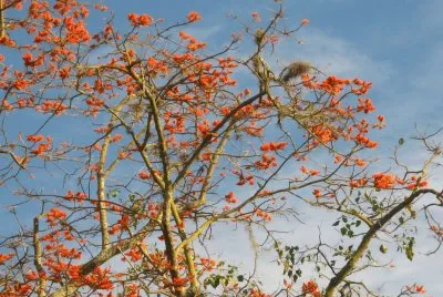 CAMBULO