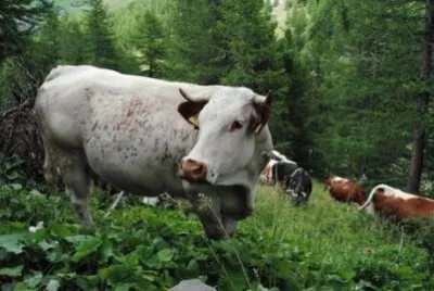 Pascolo in Alta Valle Argentera