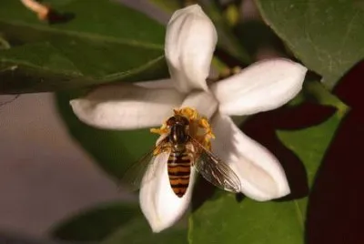 Mosca con livrea di ape